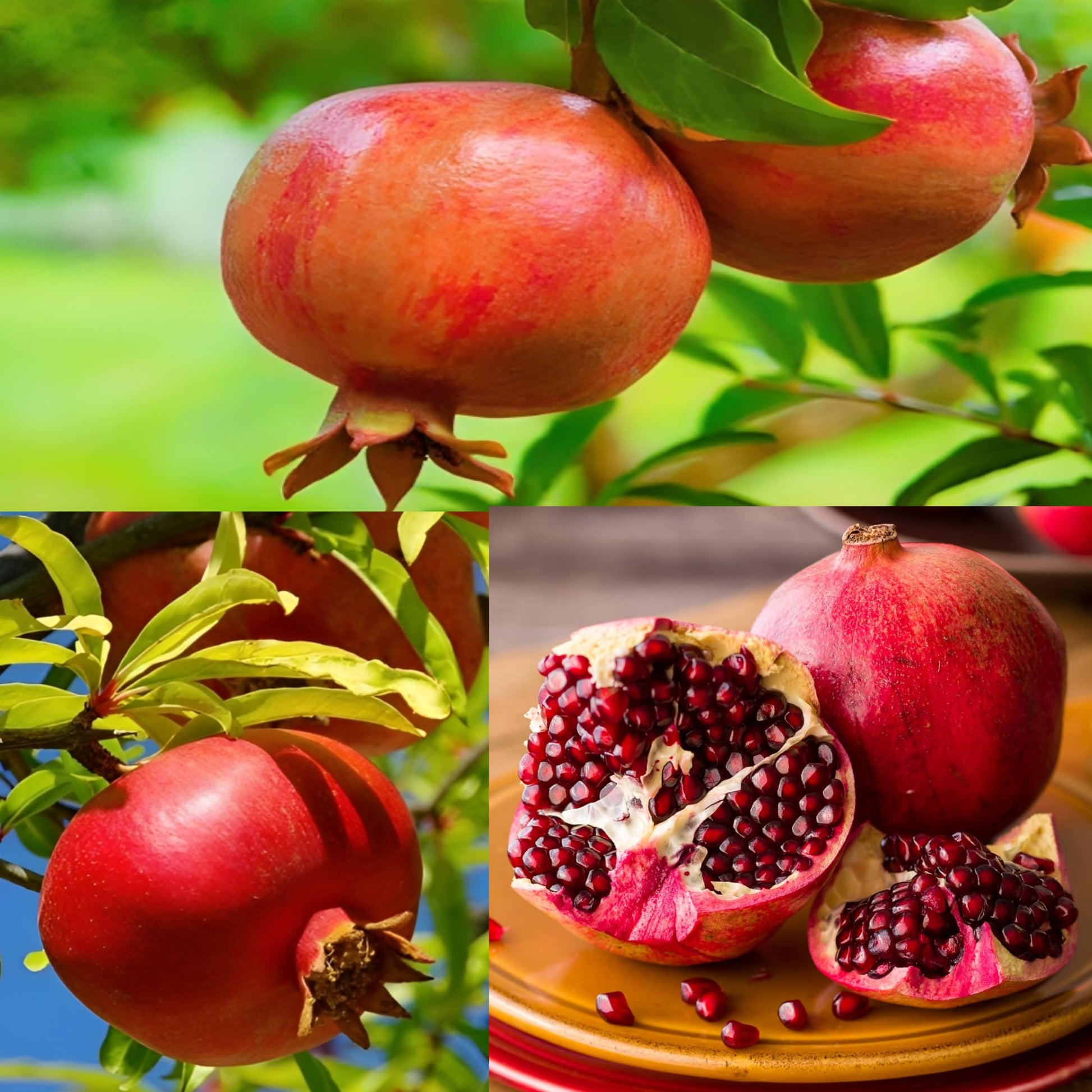 Pomegranate fruit Plant For HomeGarden - Naturemart.in