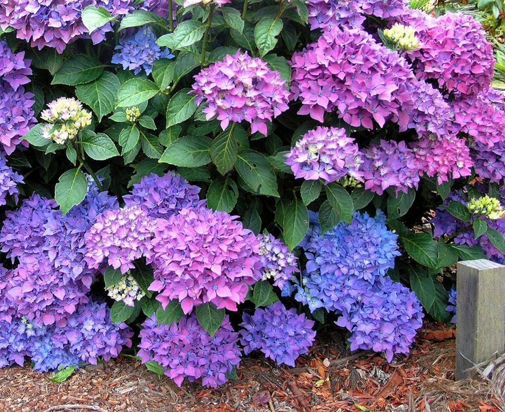Hybrid hydrangea Plants(Pink Colour) - Naturemart.in