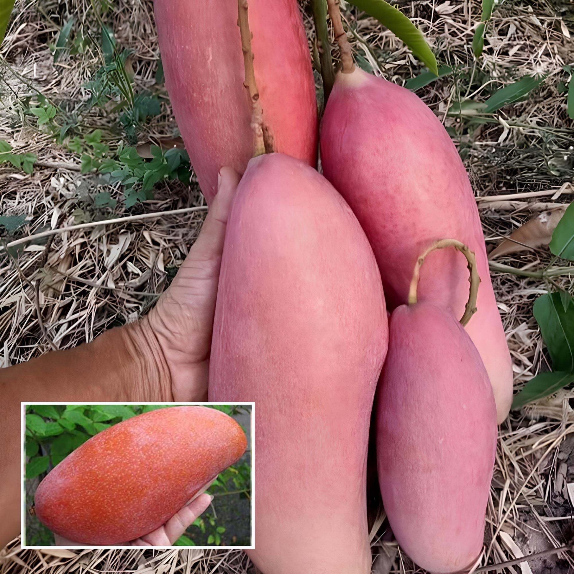 King Of Chakapat Mango Fruit  Plant - Naturemart.in