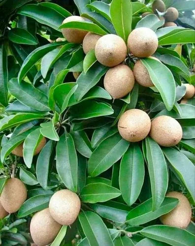 Hybrid Chiku(Grafted) Fruit  Plant - Naturemart.in