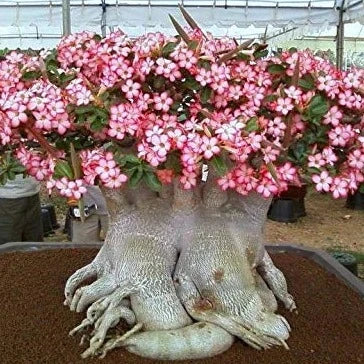 Aarabicum Adenium (Desert Rose) Plant - Naturemart.in