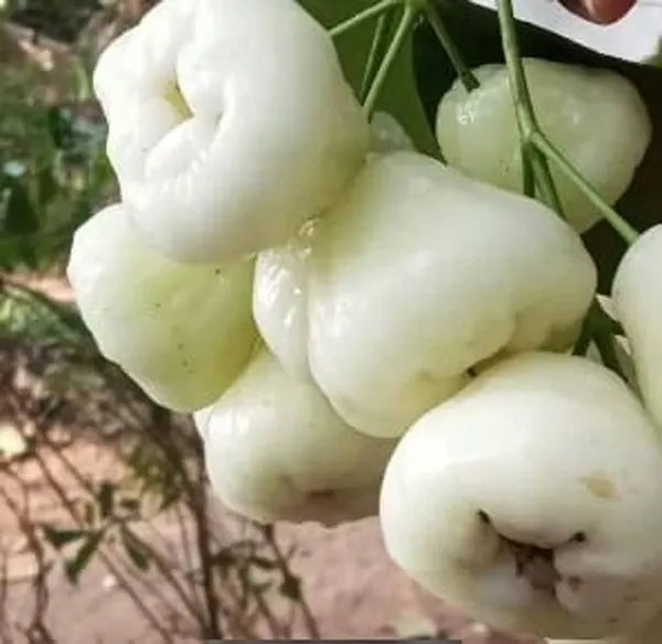 Water Apple(White)Fruit Plant - Naturemart.in