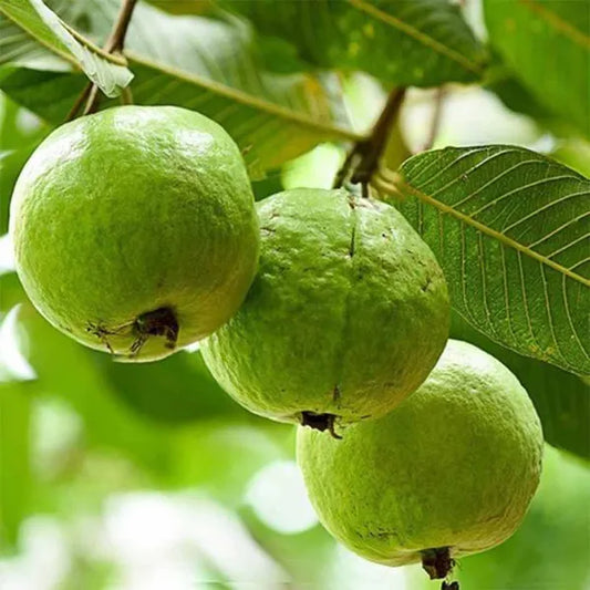 Thai Pink Guava Fruit  Plant - Naturemart.in