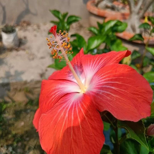 Hybrid  American Hibiscus Flower Plant - Naturemart.in