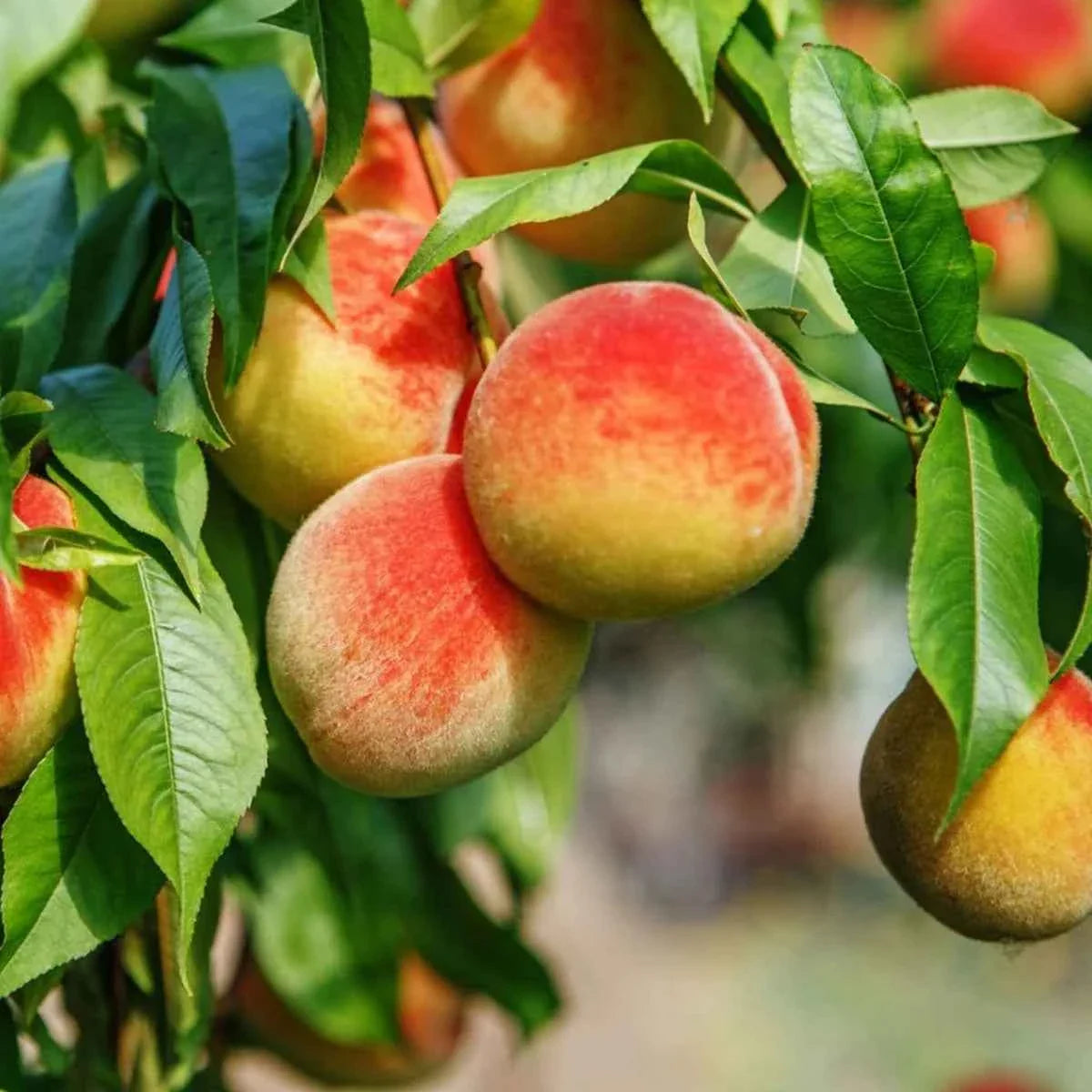Hybrid Peach Fruit Plant For Gardening