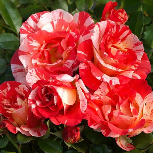 Hybrid abracadabra rose plant for gardening