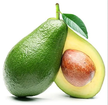 Exotic Grafted Avocado Fruit Plant - Naturemart.in