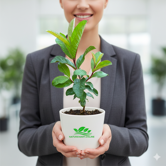 Thai Kg Guava Fruit  Plant - Naturemart.in