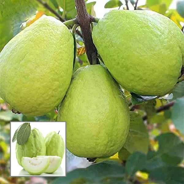 Thai-7 Guava Fruit Plant - Naturemart.in