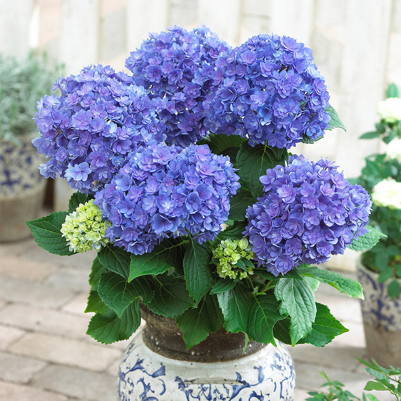 Hybrid hydrangea Plants(Pink Colour) - Naturemart.in