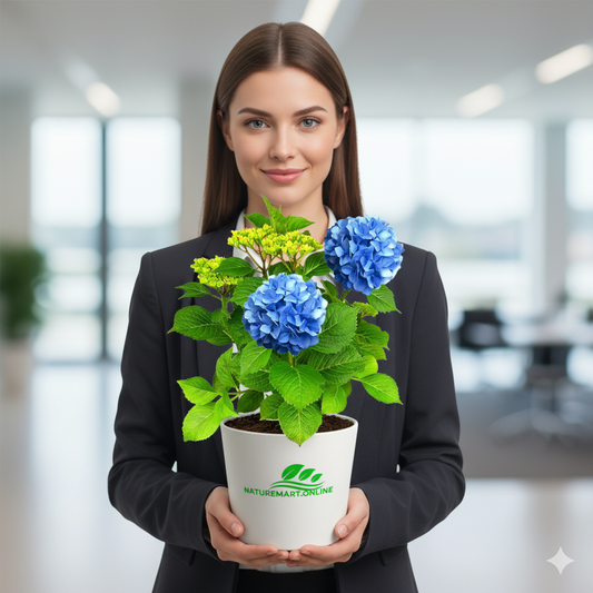 Hydrengea Flowers Plant-For Office/Home Garden - Naturemart.in