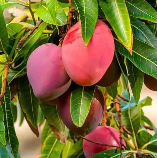 Japanese Miyazaki Mango Grafted Plant - Naturemart.in