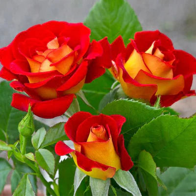Hybrid Grafted Rose Flowering plant - Naturemart.in