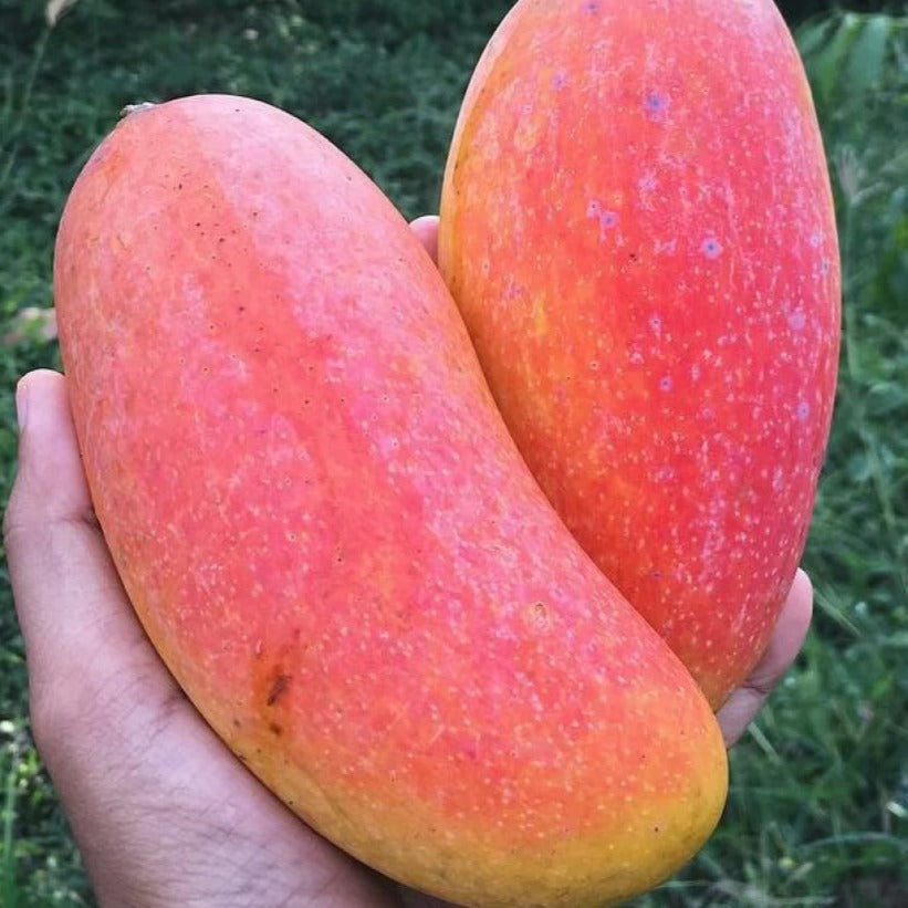 Red Banana Mango Fruit Plant - Naturemart.in