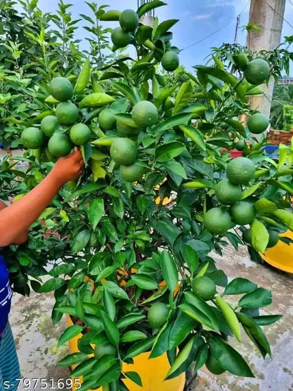 Yellow Malta Orange Plant-Grafted - Naturemart.in