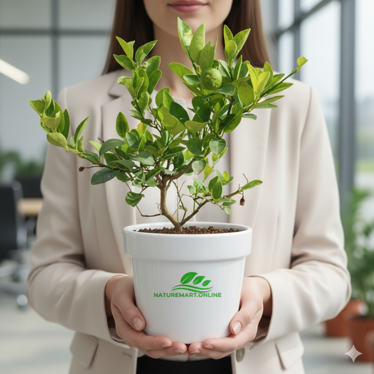 Seedless Lemon Fruit  Plant-Grafted - Naturemart.in