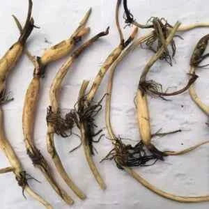 Drop blood lotus flower Tubers