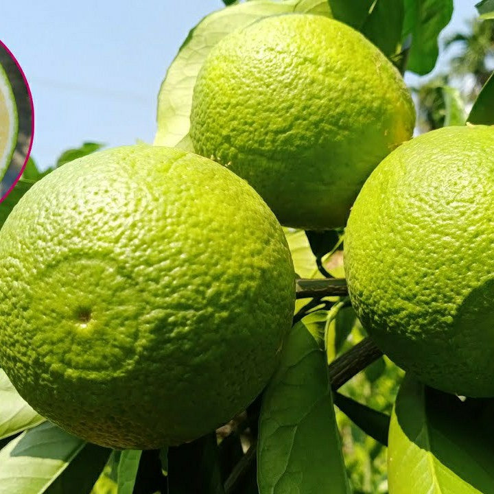 Yellow Malta Orange Plant-Grafted - Naturemart.in