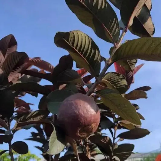 Malaysian Red Guava Fruit Plant - Naturemart.in