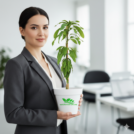 Grafted Bari-11 Mango Fruit  Plant - Naturemart.in