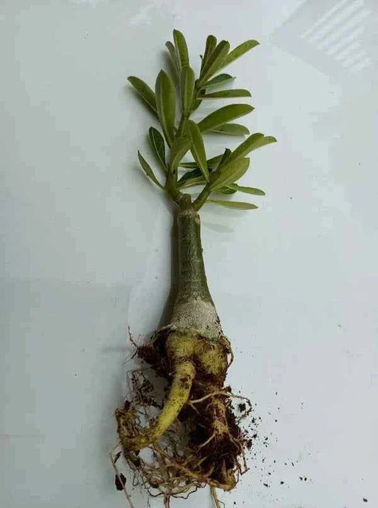 Pack Of 4  different colour adenium Adenium Flower Plant