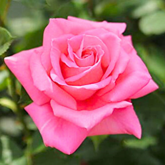 Hybrid Grafted Pink Colour Rose - Naturemart.in