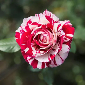 Hybrid abracadabra rose plant for gardening