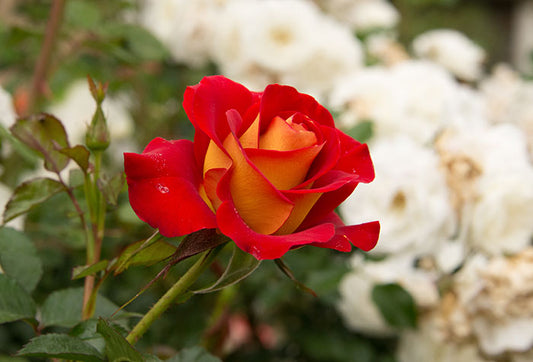 Hybrid Grafted Rose Flowering plant - Naturemart.in