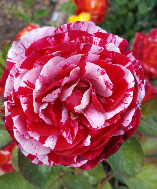 Scentimental Rose Plant For Gardening - Naturemart.in