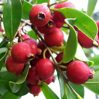 Red Strawberry Guava Fruit Plant - Naturemart.in