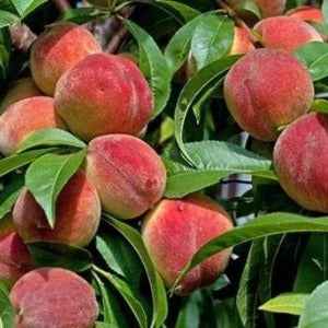 Hybrid Peach Fruit Plant For Gardening