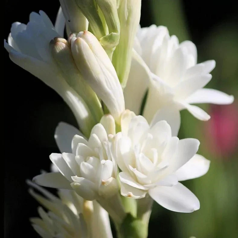 Tuberose/Mexican Tuberose-Seeds- Pack Of 10 - Naturemart.in
