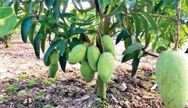 Katimon Mango Fruit Plant (Grafted) - Naturemart.in