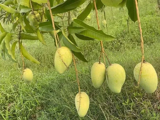 Katimon Mango Fruit Plant (Grafted) - Naturemart.in