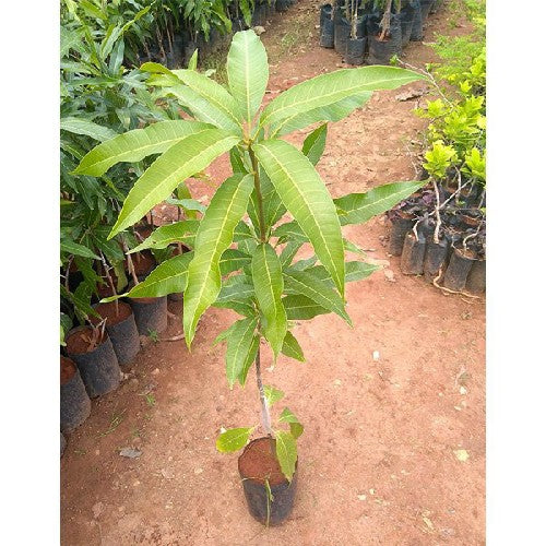 Mango Tree (Alphonso, Grafted) - Plant - Naturemart.in