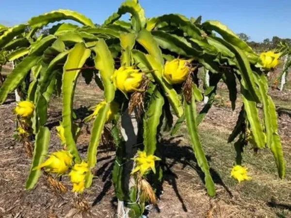 Yellow Colour  Dragon Fruit Plant - Naturemart.in