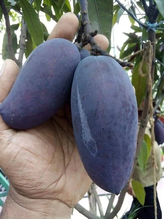 Kasturi Black Mango - Naturemart.in