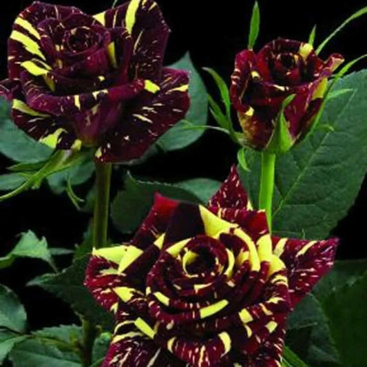 Hybrid Tiger rose plant for gardening