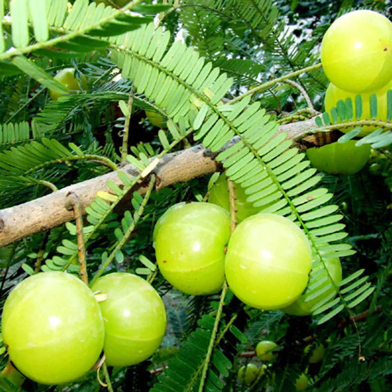 Amla (Grafted)- Fruit Plants - Naturemart.in