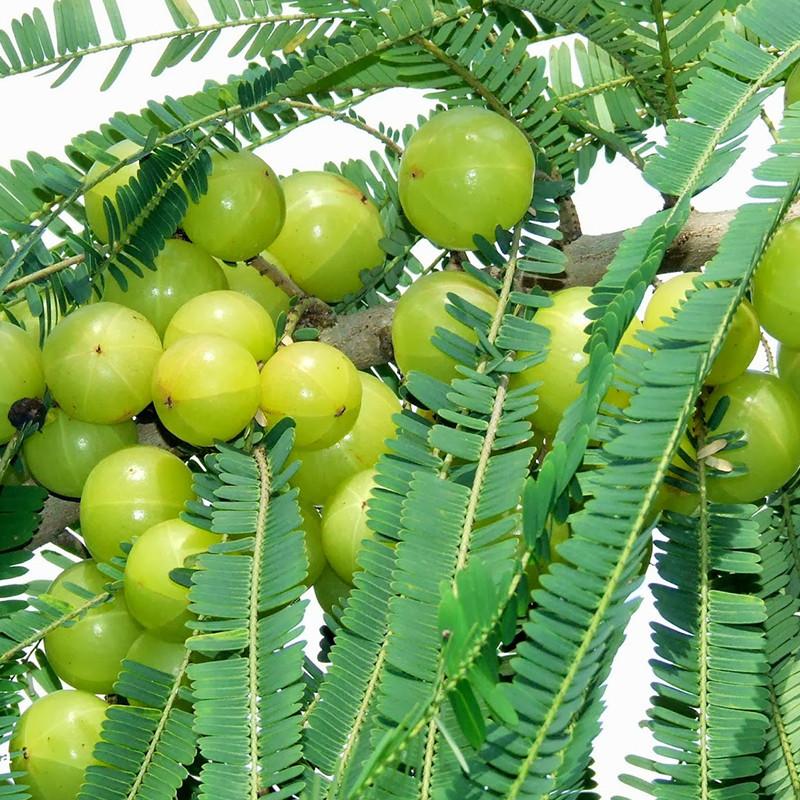 Amla (Grafted)- Fruit Plants - Naturemart.in