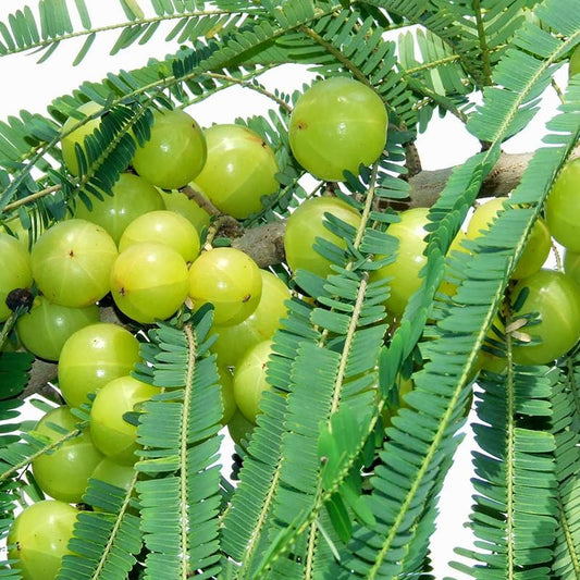 Amla (Grafted)- Fruit Plants - Naturemart.in