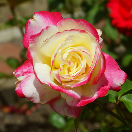 Hybrid double delight rose plant for gardening
