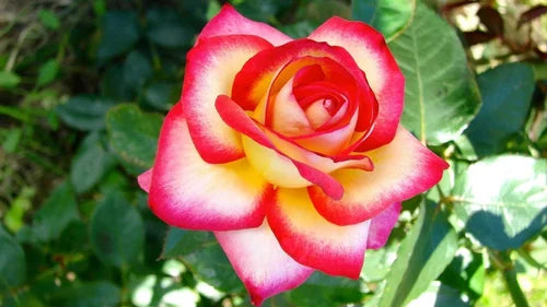Hybrid Grafted Alinka Rose Plant - Naturemart.in