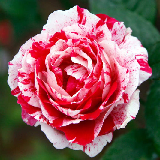 Scentimental Rose Plant For Gardening - Naturemart.in