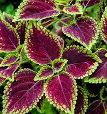 Coleus(maroon green) Flower Plants - Naturemart.in