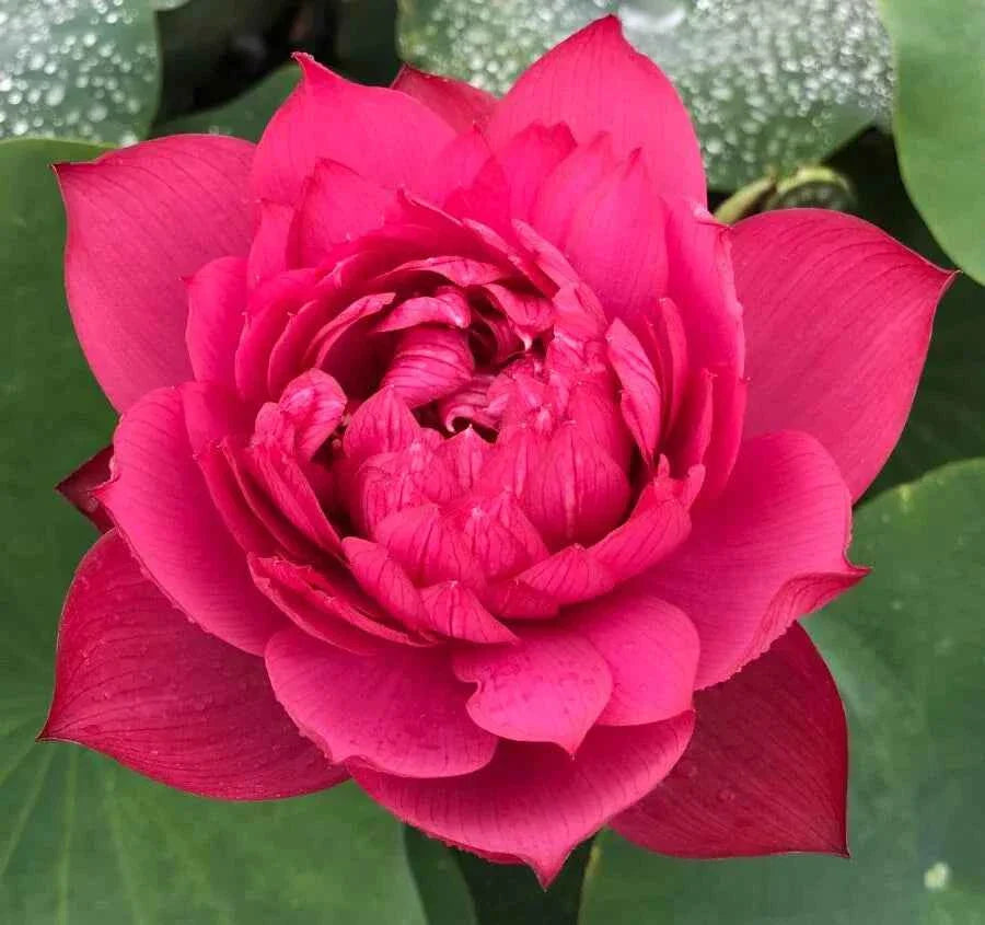 Drop blood lotus flower Tubers