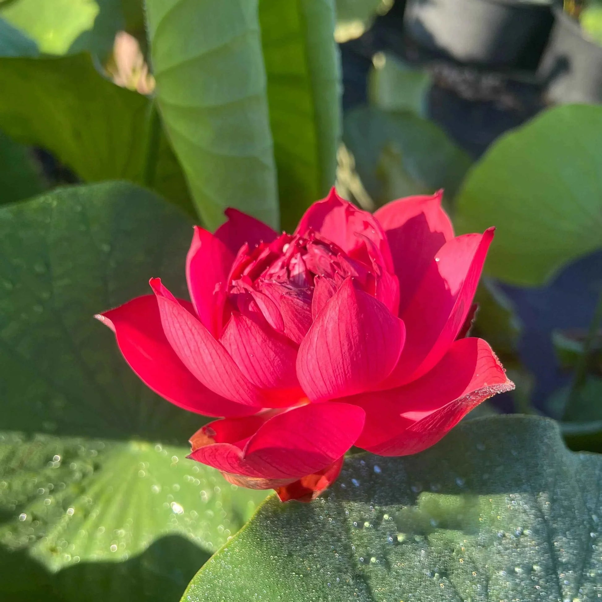 Drop blood lotus flower Tubers