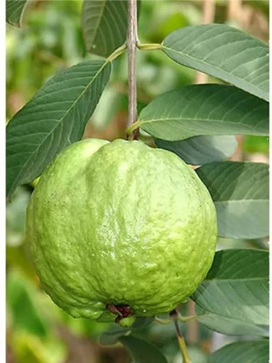 Thai 10 Guava Fruit Plant - Naturemart.in