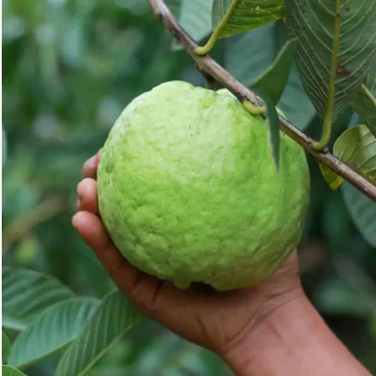 Thai 10 Guava Fruit Plant - Naturemart.in