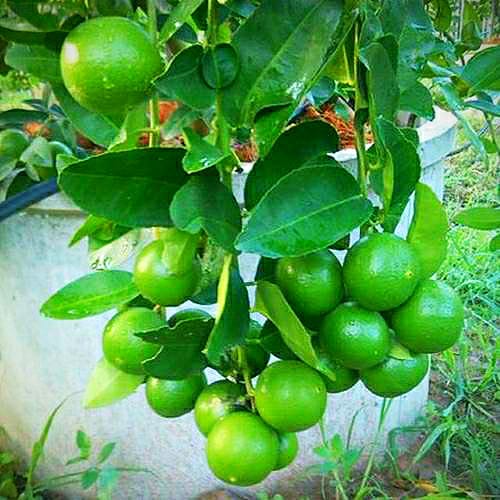Seedless Lemon Fruit  Plant-Grafted - Naturemart.in